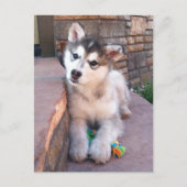 Alaskan Malamute Puppy Head Tilt Fotograf Postkarte (Vorderseite)