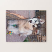 Alaskan Malamute Puppy Head Tilt Fotograf Puzzle (Horizontal)