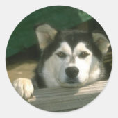 Alaskan Malamute Sticker (Vorderseite)