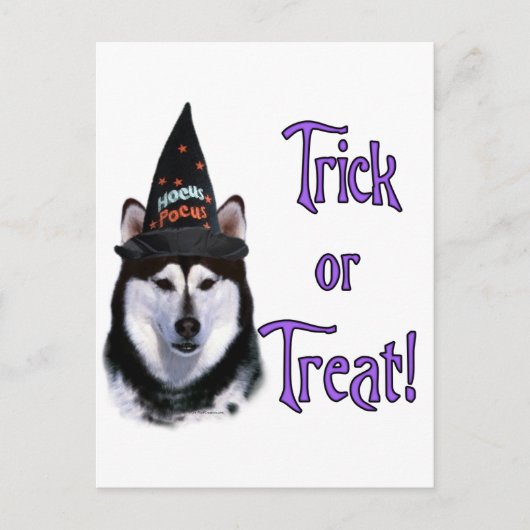 Alaskan Malamute Trick Postkarte (Vorderseite)