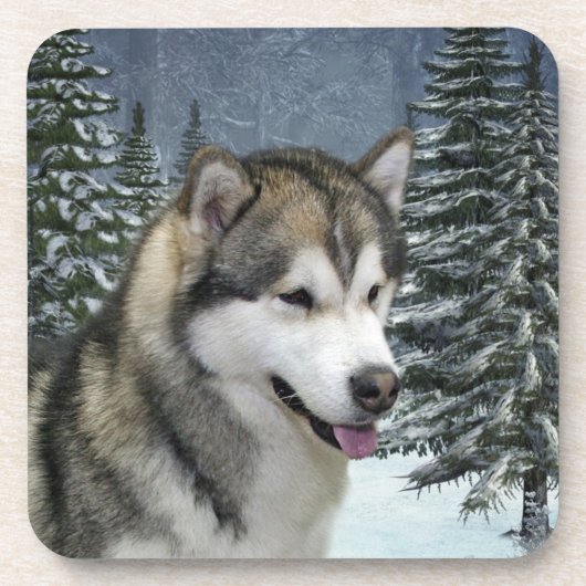 Alaskan Malamute Untersetzer (Vorderseite)
