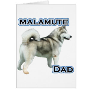 Alaskan Malamute Vater 4