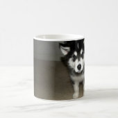 Alaskan malamute Welpe 3 Kaffeetasse (Mittel)