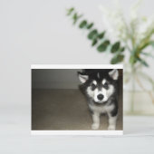 Alaskan malamute Welpe 3 Postkarte (Stehend Vorderseite)