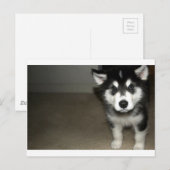 Alaskan malamute Welpe 3 Postkarte (Vorne/Hinten)