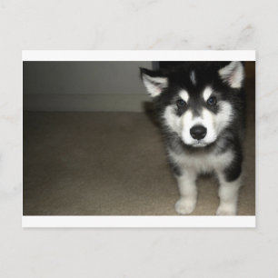 Alaskan malamute Welpe 3 Postkarte