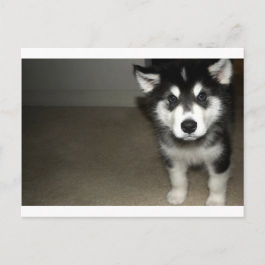 Alaskan malamute Welpe 3 Postkarte (Vorderseite)