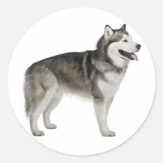 Alaskan Malamute Welpe Hund Sticker / Siegel (Vorderseite)