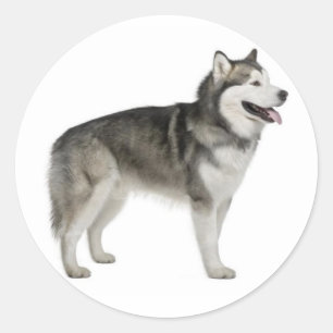 Alaskan Malamute Welpe Hund Sticker / Siegel