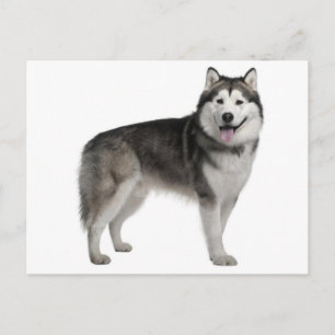 Alaskan Malamute Welpen-Hund Postkarte