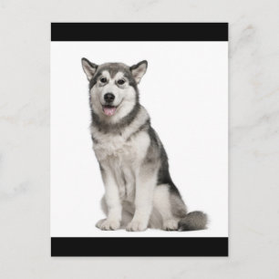Alaskan Malamute Welpen-Hund Postkarte