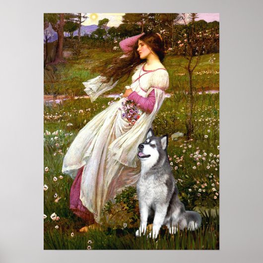 Alaskan Malamute - Windblumen Poster (Vorne)