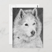 Alaskan Malamute Zeichnend Postkarte (Vorne/Hinten)