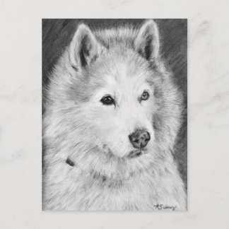 Alaskan Malamute Zeichnend Postkarte