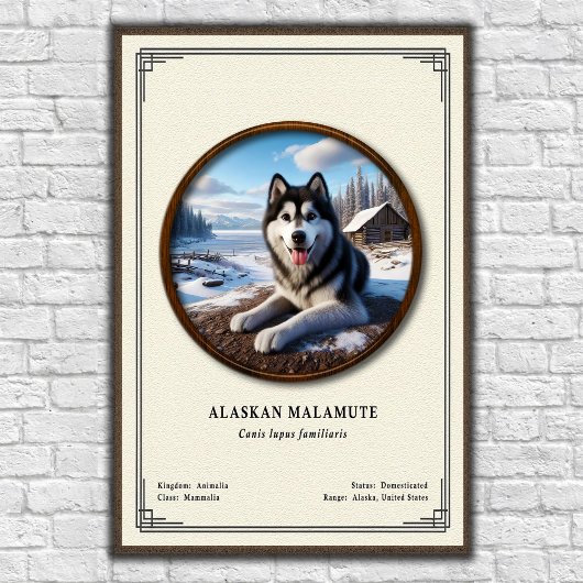 Alaskan Malamute Zoology Series Poster