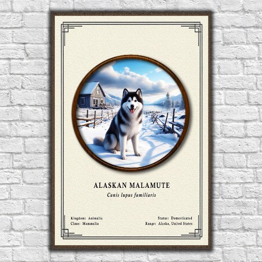 Alaskan Malamute Zoology Series Poster