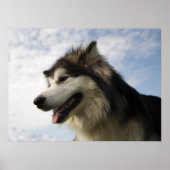 Alaskan Malamutes Poster (Vorne)