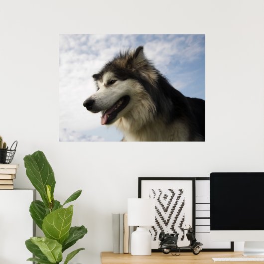 Alaskan Malamutes Poster (Heimbüro)