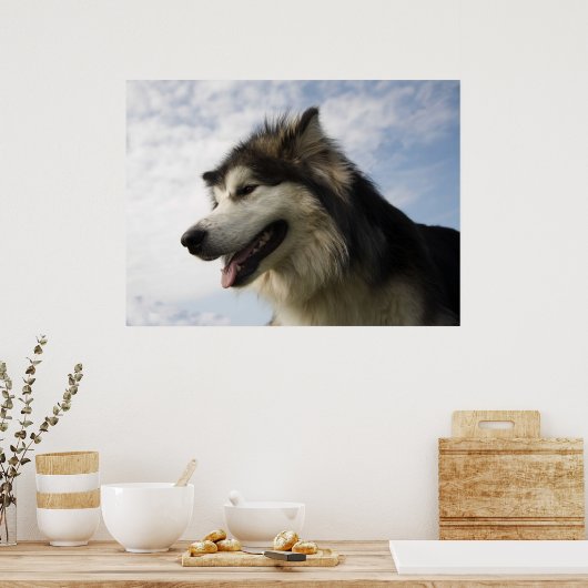 Alaskan Malamutes Poster (Küche)