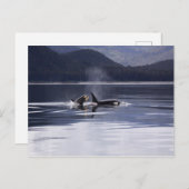 Alaskan Orcas Schwimmen Killerwale Alaska Postkarte (Vorne/Hinten)