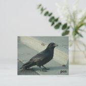 Alaskan Postkarte (Stehend Vorderseite)