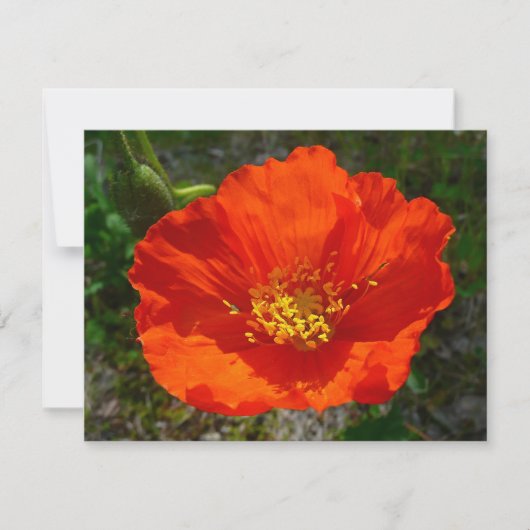 Alaskan Red Poppy Colorful Blume (Vorderseite)