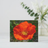 Alaskan Red Poppy Colorful Blume (Stehend Vorderseite)