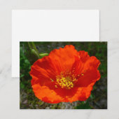 Alaskan Red Poppy Colorful Blume (Vorne/Hinten)