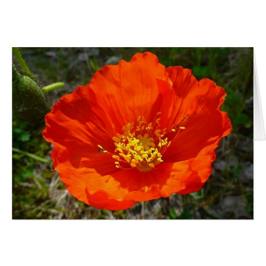 Alaskan Red Poppy Colorful Blume (Vorderseite (Horizontal))
