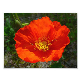 Alaskan Red Poppy Colorful Blume Fotodruck