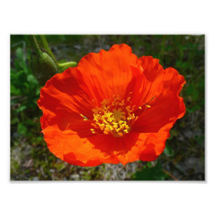Alaskan Red Poppy Colorful Blume Fotodruck