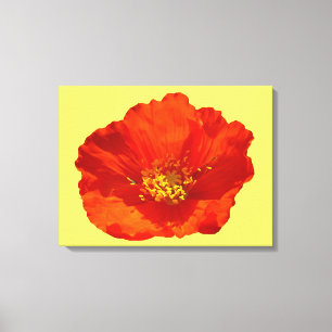 Alaskan Red Poppy Colorful Blume Leinwanddruck
