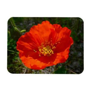 Alaskan Red Poppy Colorful Blume Magnet