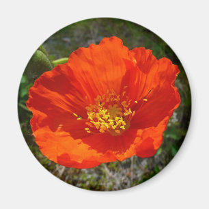 Alaskan Red Poppy Colorful Blume Magnet