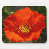 Alaskan Red Poppy Colorful Blume Mousepad (Vorne)