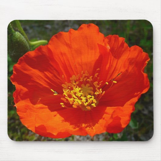 Alaskan Red Poppy Colorful Blume Mousepad (Vorne)