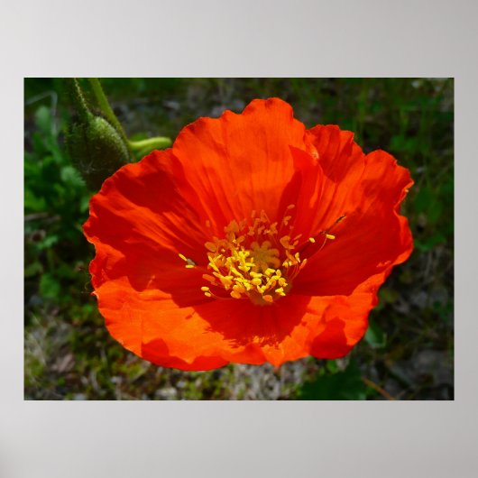 Alaskan Red Poppy Colorful Blume Poster (Vorne)