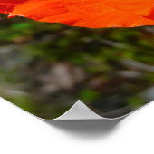 Alaskan Red Poppy Colorful Blume Poster (Ecke)