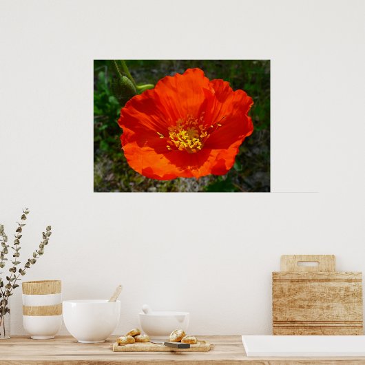 Alaskan Red Poppy Colorful Blume Poster (Küche)