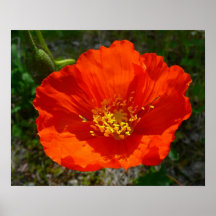 Alaskan Red Poppy Colorful Blume