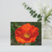 Alaskan Red Poppy Colorful Blume Postkarte (Stehend Vorderseite)