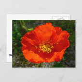 Alaskan Red Poppy Colorful Blume Postkarte (Vorne/Hinten)