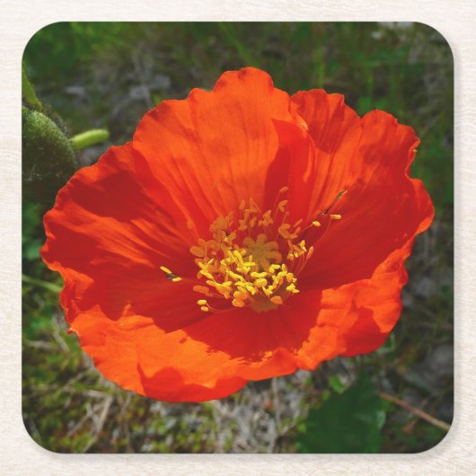 Alaskan Red Poppy Colorful Blume Rechteckiger Pappuntersetzer (Vorderseite)
