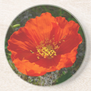 Alaskan Red Poppy Colorful Blume Sandstein Untersetzer