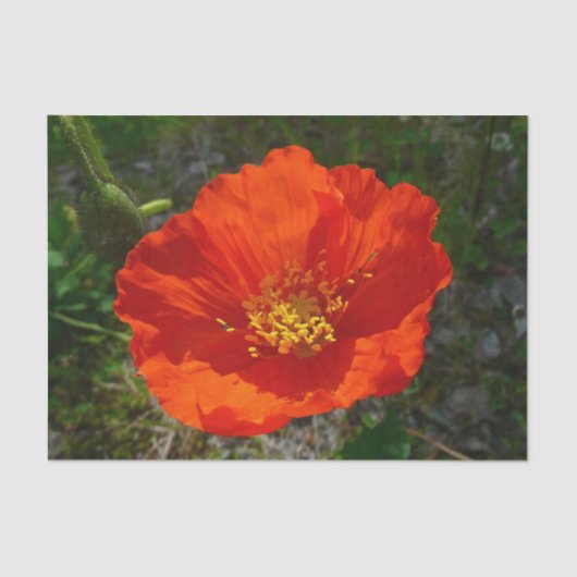 Alaskan Red Poppy Colorful Blume Seidenpapier (Vorderseite)