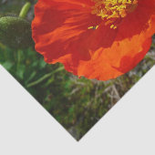 Alaskan Red Poppy Colorful Blume Seidenpapier (Ausschnitt)