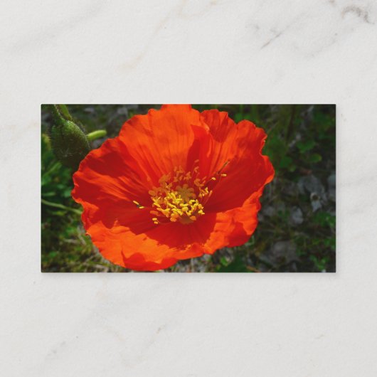 Alaskan Red Poppy Colorful Blume Visitenkarte (Rückseite)