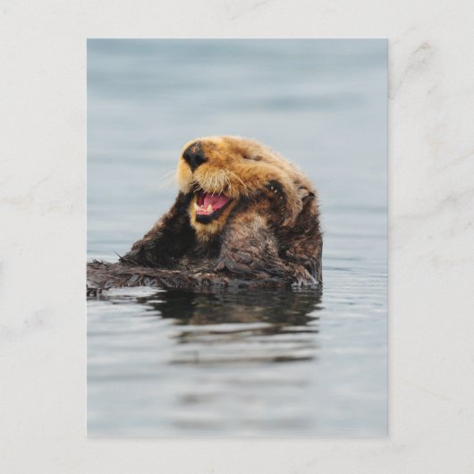 Alaskan Sea Otter Postkarte (Vorderseite)