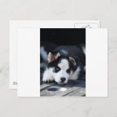 Alaskan Siberian Lop Eared Husky Sled Doppy Puppy Postkarte (Vorne/Hinten)
