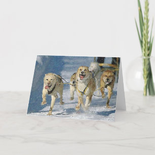 Alaskan Sled Dog Blank Greeting Card Karte